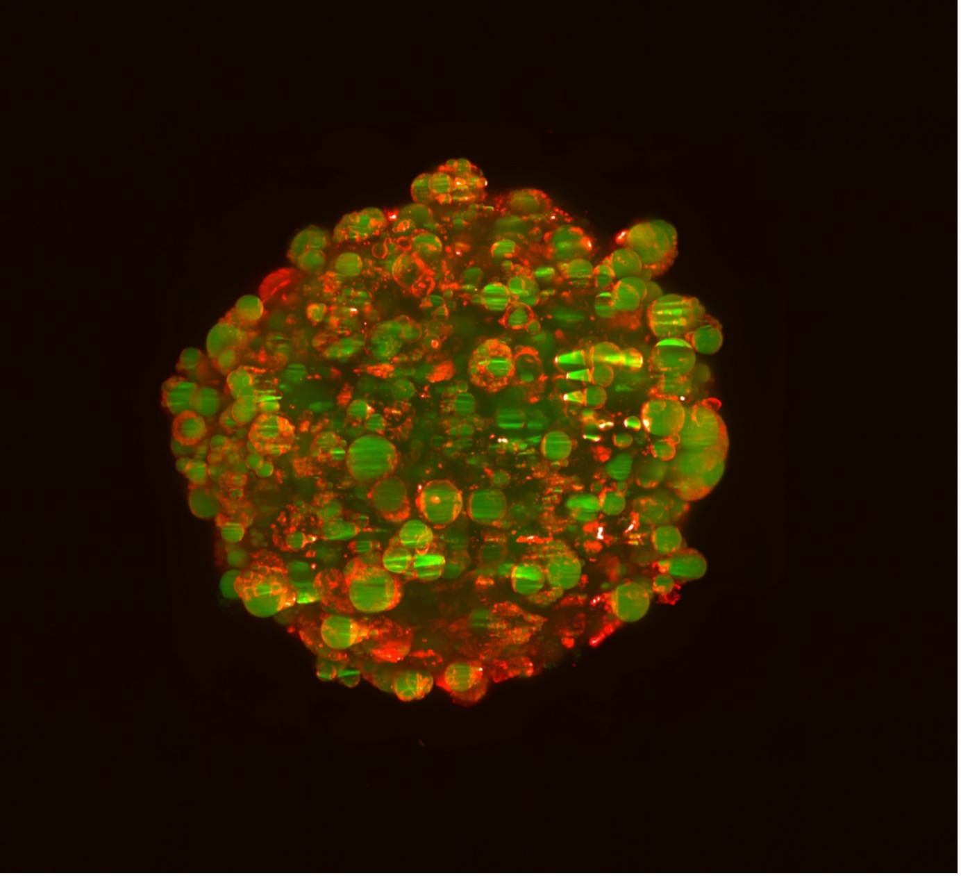 OxSyBio Spheroid of cells at ​16 days